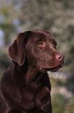 LABRADOR 940